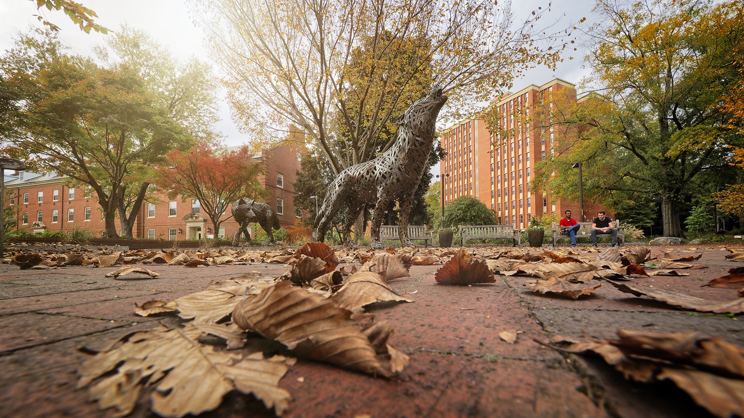 Fall leaves on main campus