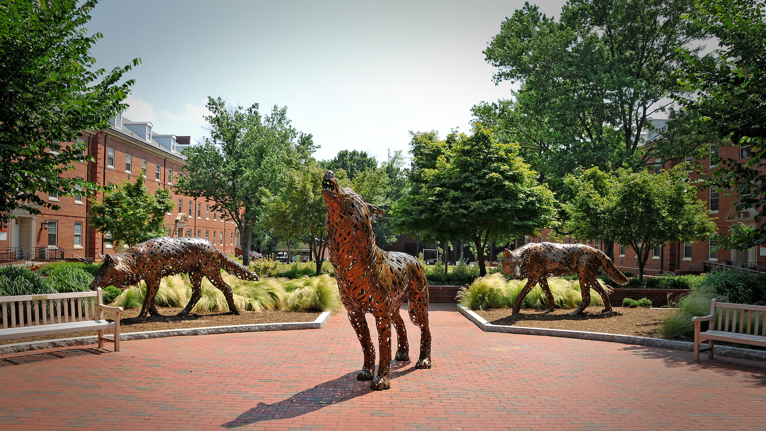 Copper wolves on central campus.