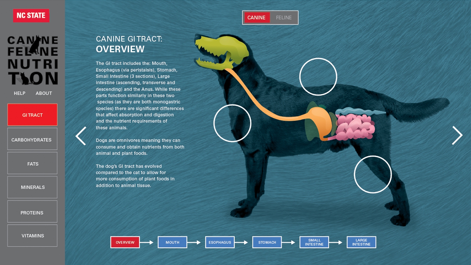 Screenshot of the Canine GI tract overview from the web tool created for ANS 590