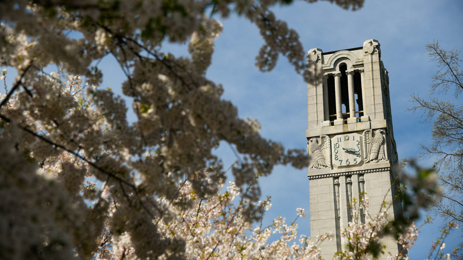 Belltower surrounded by blooms.