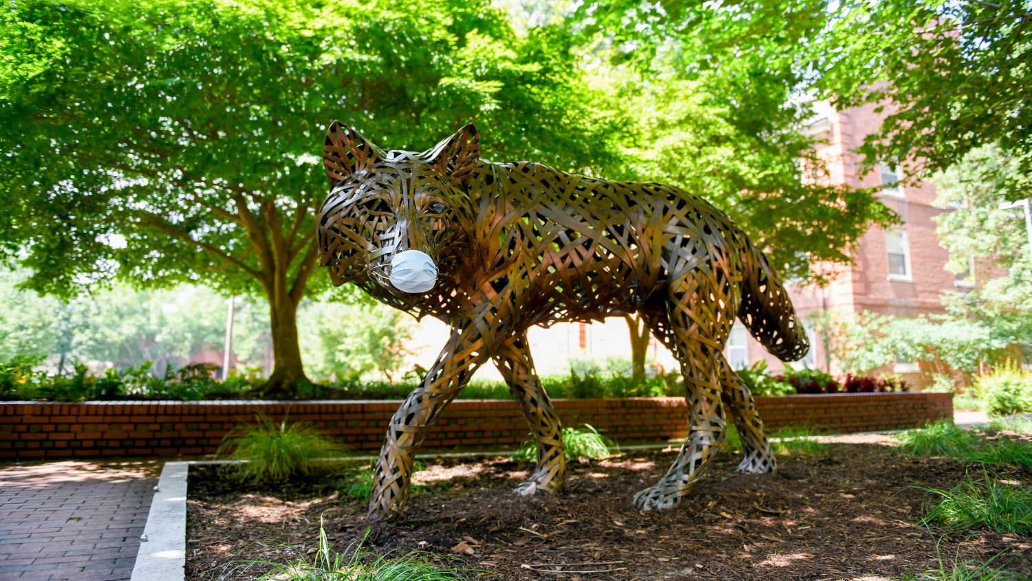 One of the copper wolves at Wolf Plaza wears a protective face mask during the COVID19 (COVID 19) pandemic.