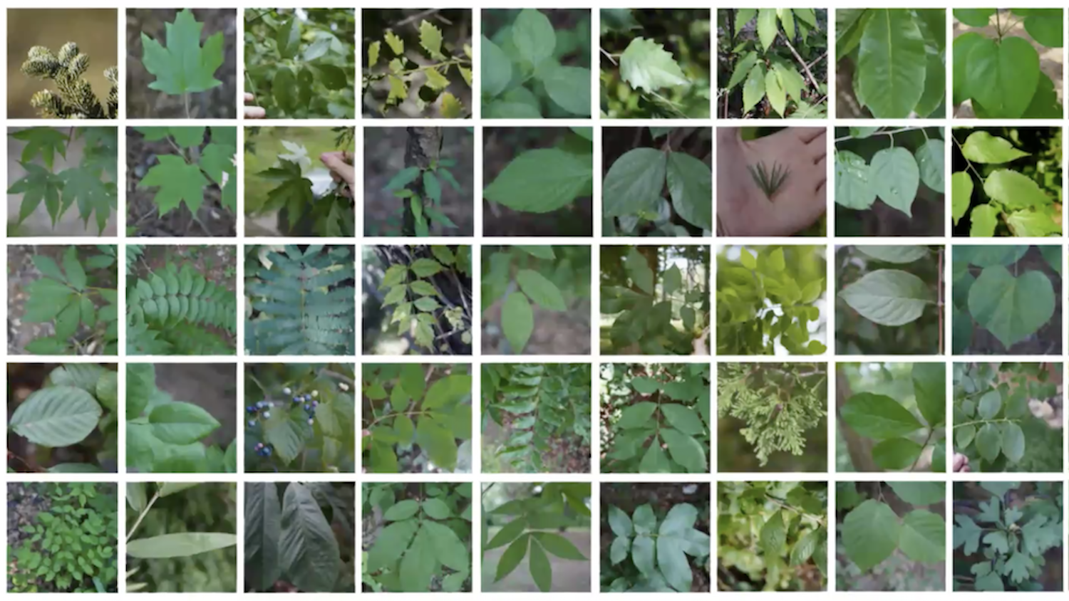 Various plants that FOR 339 students identify.