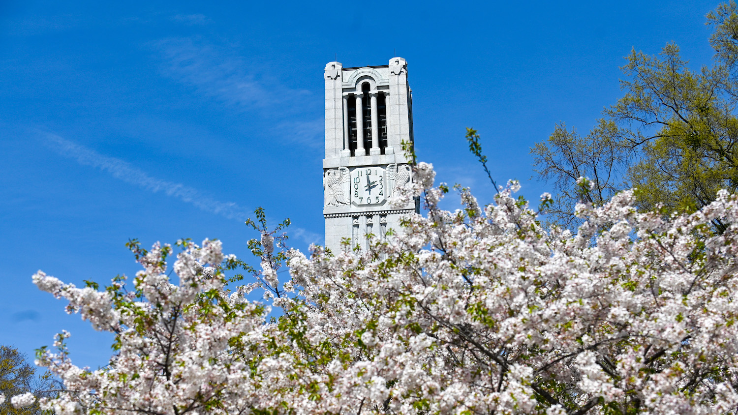 The North Carolina State University belltower, framed by flowering trees during spring.