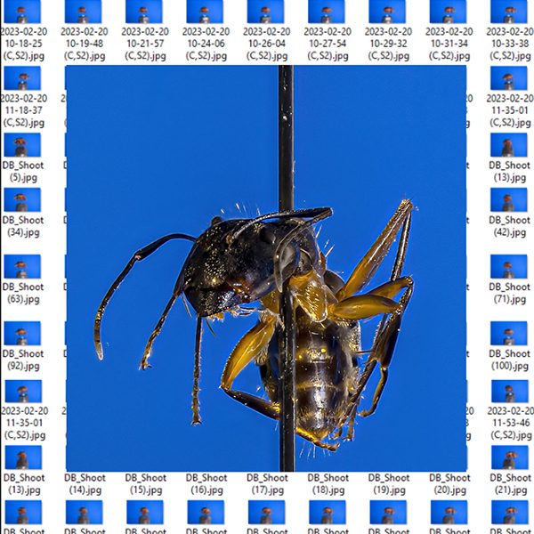 3D scan of ant in foreground with photos of ant in background