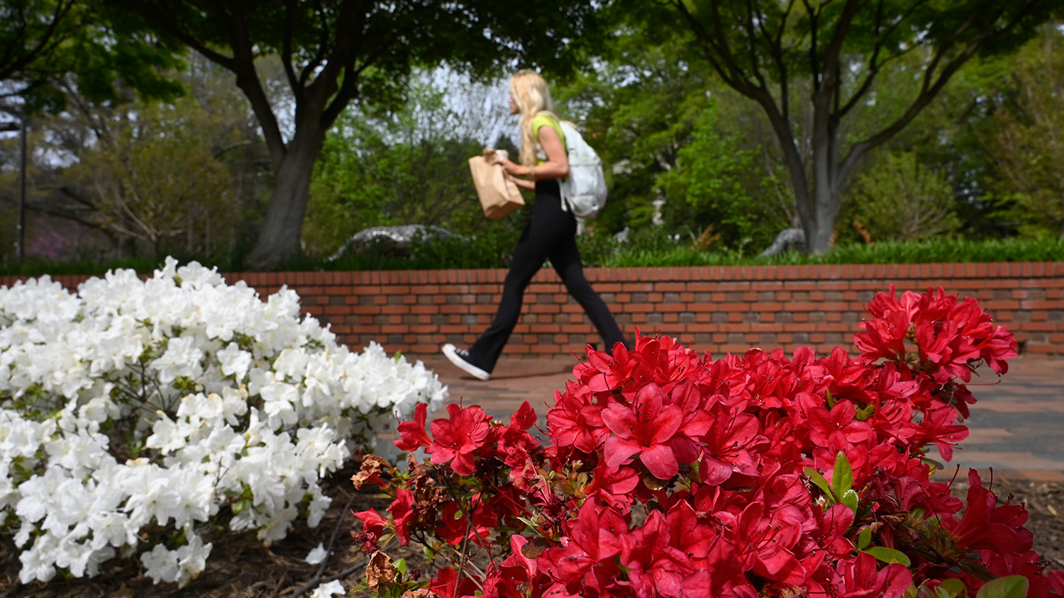 A student walks by spring flowers, and from Talley, with a bag of food on a spring day on main campus. Photo by Marc Hall