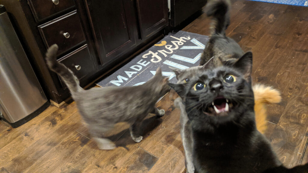 A picture of five cats eagerly awaiting dinner