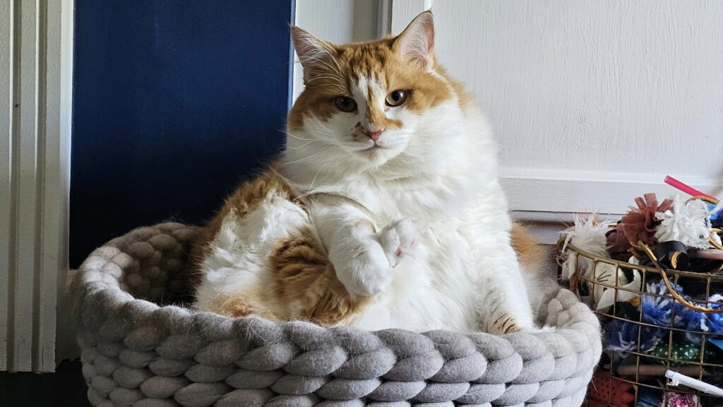 An orange and white cat sitting in a basket